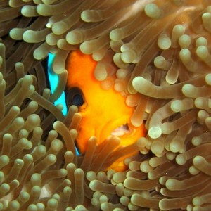 Anemone Fish