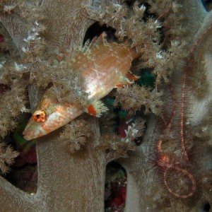 Band Cheek Wrasse