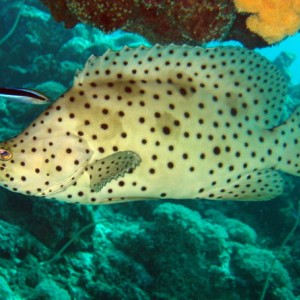 Baramundi Cod / Humpback Grouper