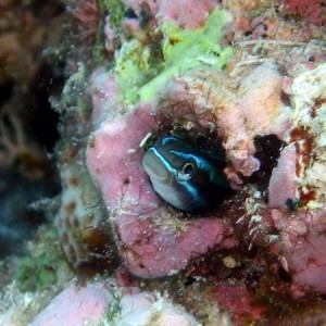 Blue Stripeed Fandblenny