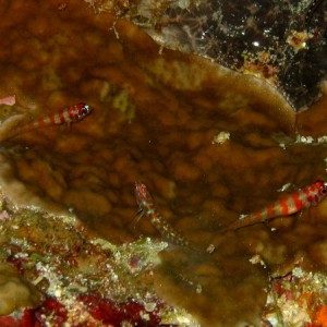 Candy Cane Dwarft Gobies