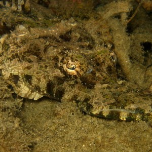 Crocodile Fish