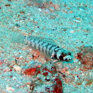 Black Sand Perch