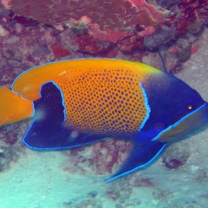 Blue Girdled Angelfish