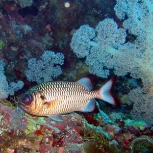 Bronze Soldierfish