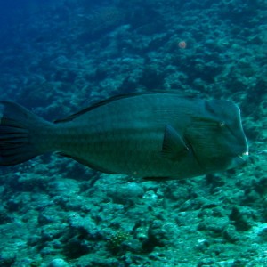 Bump Head Parrotfish