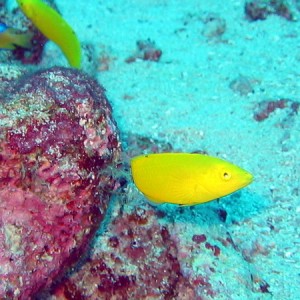 Canary Wrasse