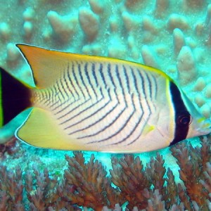 Cheveron Butterflyfish