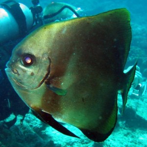 Circular Spadefish