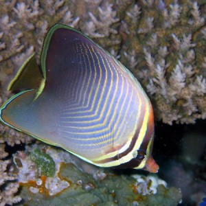 Eastern Triangular Butterflyfish