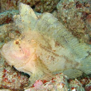 White Leaf Fish