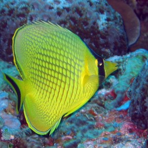 Latticed Butterflyfish