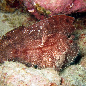 Brown Leaf Fish