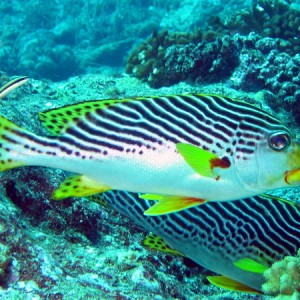 Lined Sweetlips