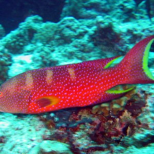 Lyretail Grouper