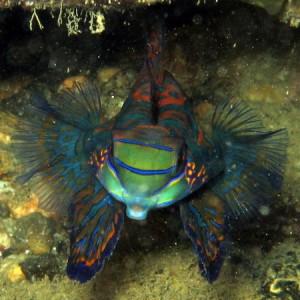 Mandarin Fish