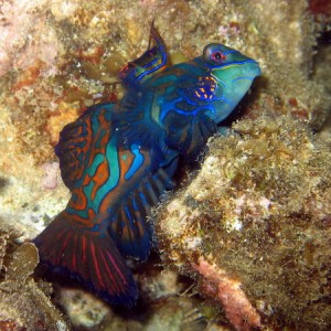 Mandarin Fish