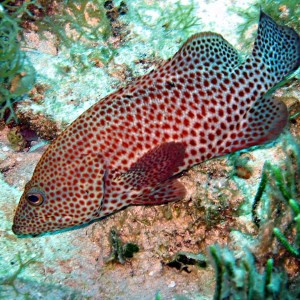 Graysby grouper