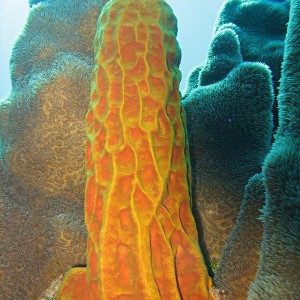 Sponge + pillar coral