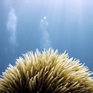 Pillar coral polyps