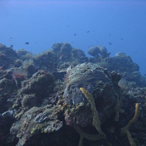 Reefscape