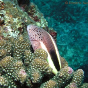 Similan_Islands_316_copyrighted