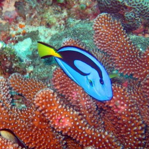 Palatte Surgeonfish