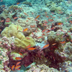 Peach Anthias