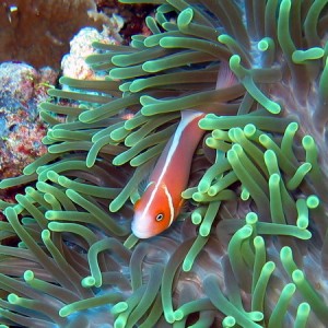 Pink Anemonefish in Green Anemone