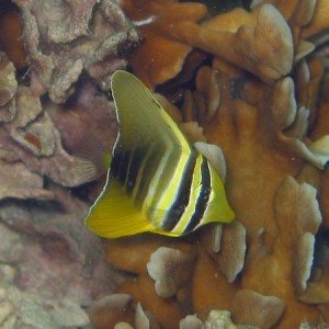 Sailfin Tang Juv