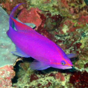 Purple Queen Anthias