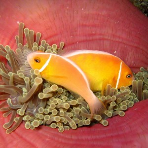 Pink Anemonefish in Anemone