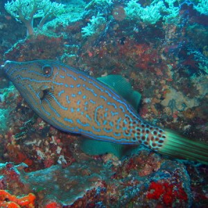 Scrawled Filefish