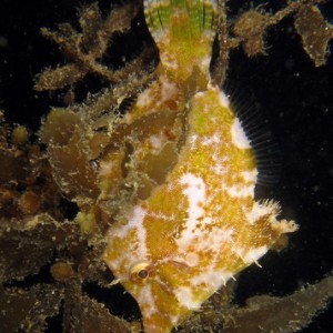 Seagrass Filefish