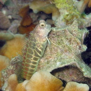 Segmented Blenny