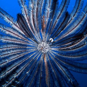 Black Feather Star