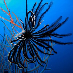 Red Coral Black Feather Star