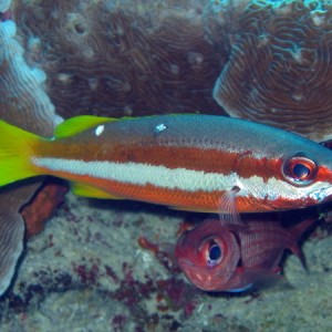 Two Spot Snapper