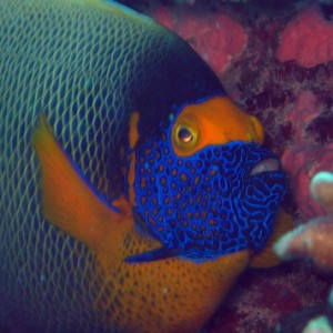 Yellow Masked Angelfish