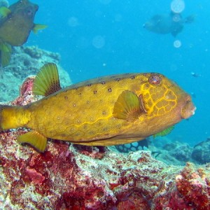 Yellow Spotted Boxfish