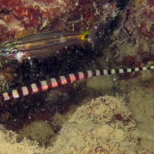 Banded Pipefish