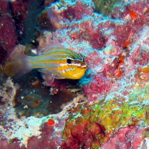 Yellow Stripeed Cardinalfish