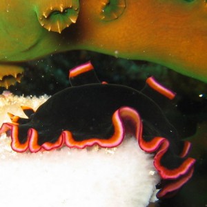 Black & Neon Flatworm