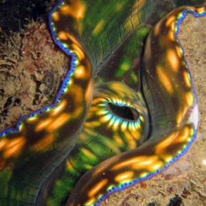 Giant Clam