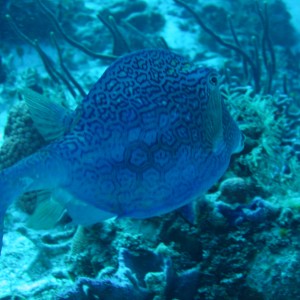 Please Pm w identification ... Trunkfish???