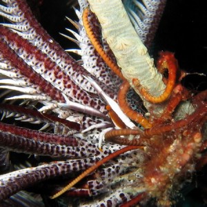 Squate Lobster on Crinoid