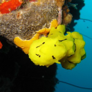 Yellow Nudibranch