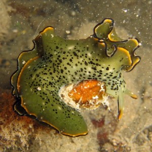 Green Nudibranch