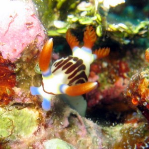 Blue, Brown & White Nudibranch