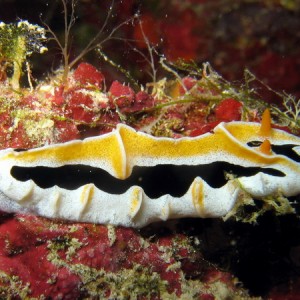 Yellow Ridged Nudbranch